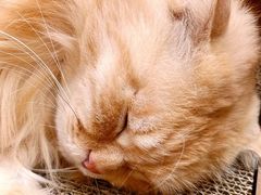 -猫咪派对(江南西店)