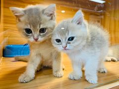 -猫十亿·布偶金渐层·曼基康矮脚猫舍(青年路店)