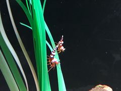 -暹罗海洋世界