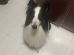 -瑞鹏宠物医院·骨科·猫科·内科(第一中心)