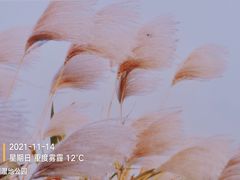 -桤木河湿地公园