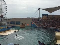 -秦皇岛乐岛海洋王国