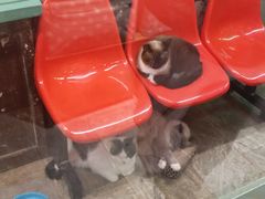 -猫咪博物馆(顶澳仔猫街店)