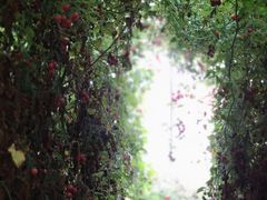 -万源龙顺度假庄园生态观光园