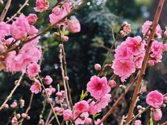 -桃花涧