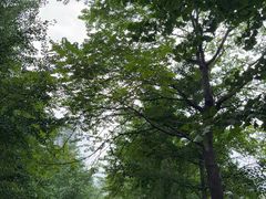 -长白岛森林公园