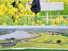 -杭州湾海上花田景区