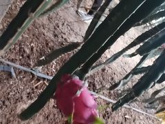 -呀路古热带植物园-恐龙馆