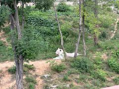 -石家庄市动物园