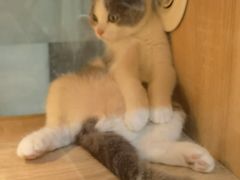 -BABIT巴比特宠物(MOMOPARK店)