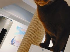 -猫冇咖·家门口的撸猫馆(大融城店)
