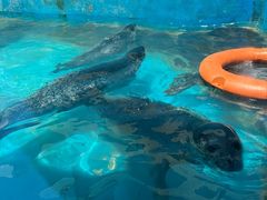 -秦皇岛乐岛海洋王国