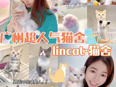 -lincat·猫舍(广州店)