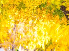 -三里屯东五街银杏大道