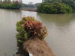 -大湾区中央湿地公园