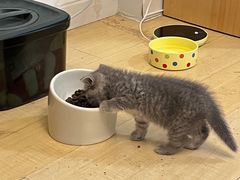 -佳雯宠物医院·皮肤科·内外科(春晓路分院)