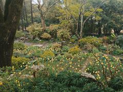 -上海醉白池公园