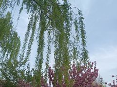 -石家庄市植物园