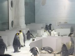 -大连圣亚海洋世界