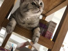 -团子家猫咪猫咖馆·柯基·柯尔鸭
