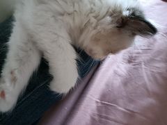 -宠颐生·恒爱宠物医院(静海店)