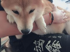 -柴源莊·柴小宠柴犬咖啡