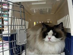 -艾贝尔宠物医院·24H转诊中心·肿瘤猫专科(江宁双龙店)