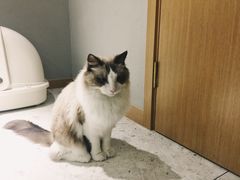 -飞行喵MR PILOT|猫舍·猫咖(静安大融城店)