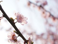 -香雪海