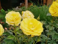 -三圣花乡旅游区