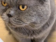 -猫域·湾主题猫咖·宠物吧(南坪城市广场店)
