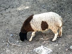 -石家庄市动物园