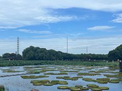 -荷塘月色湿地公园·向阳花洲