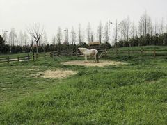 -田园东方蜜桃村的田野营地