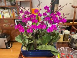 -兰派国际美容养生SPA