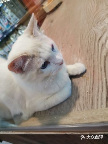 宠物乐园，可买可撸可吸！