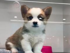 -萌宠之家·腊肠犬·马尔泰·小体犬舍