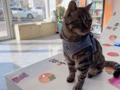 -芭比堂动物医院·CT·微创中心(新顺分院)