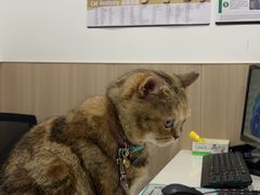-申普宠物医院·眼科·心内科·影像科(普陀分院)