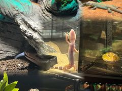 -帕帕拉兹宠物(亚洲旗舰店)