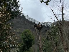 -卧龙中华大熊猫苑神树坪基地