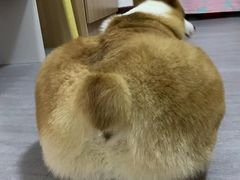 -宠福鑫康馨动物医院·骨科·眼科