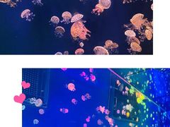 -上海海昌海洋公园-停车场