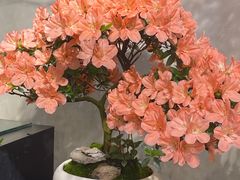 -双季花艺园艺市场(浦东店)
