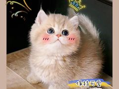 -欣宠猫屋·矮脚拿破仑·蓝金金渐层