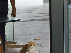-瞄一喵猫咖(格力海岸店)