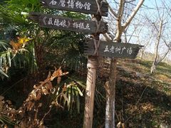 -千年银杏谷文化旅游区