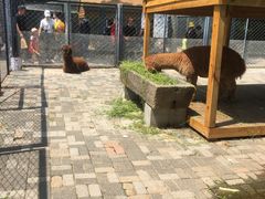 -长白岛森林公园