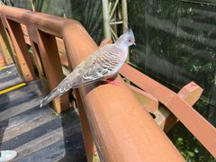 -新加坡飞禽公园