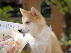 -翊宠yipet猫狗购宠庄园犬舍•猫舍